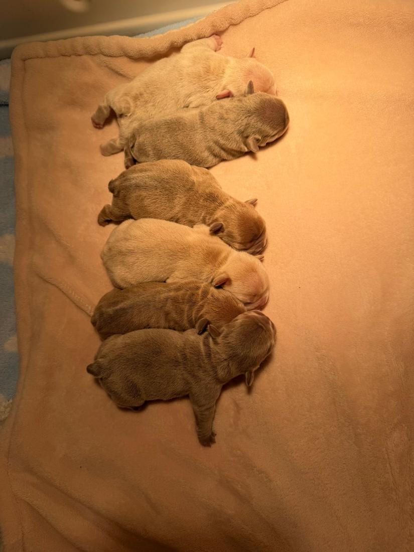 MonRoyal Frenchies puppy