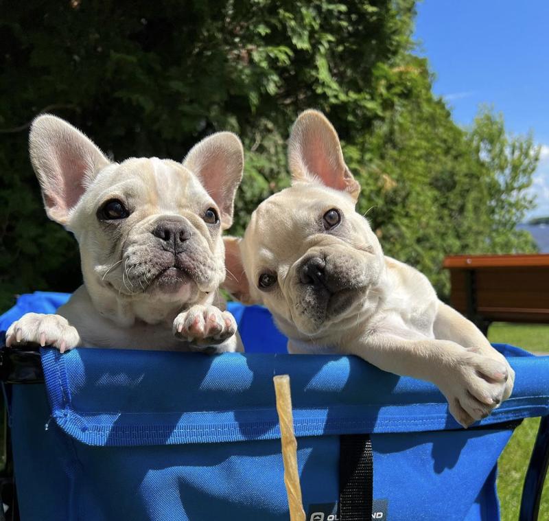 MonRoyal Frenchies on Instagram