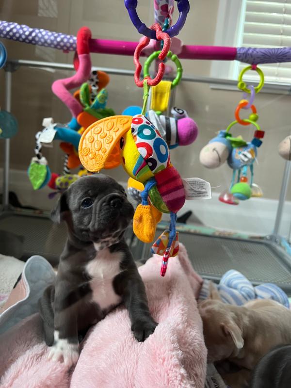 MonRoyal Frenchies on Instagram