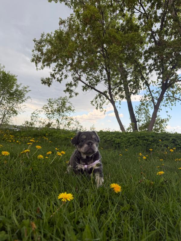 MonRoyal Frenchies on Instagram