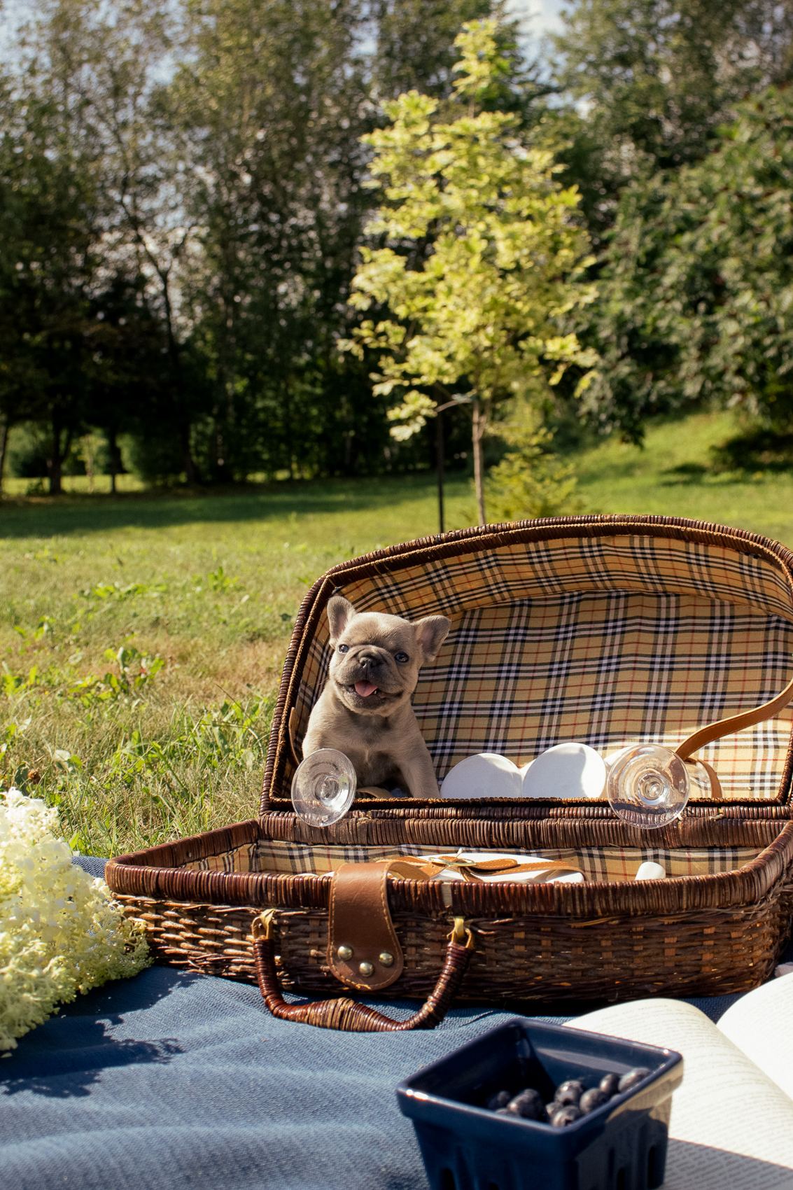A MonRoyal Frenchies puppy sitting in a picnic basket
