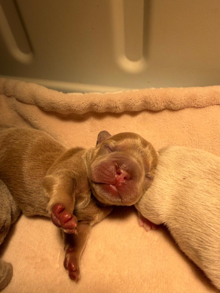 MonRoyal Frenchies puppy